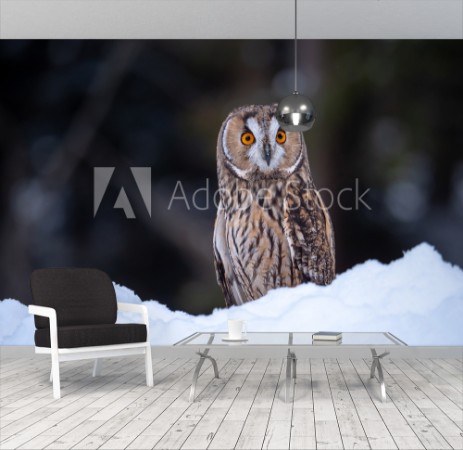 Picture of Long-eared owl Asio otus sitting on snow Beautiful owl with orange eyes in snowy forest Long eared owl portrait 